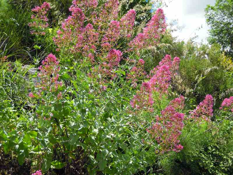 Centranthus ruber